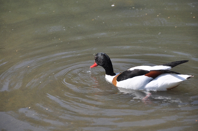 shelduck, shelducks-6.jpg - SHELDUCK - WEST SUSSEX - 20.4.11